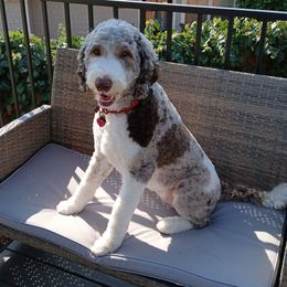 Scarlett - Goldendoodle