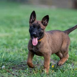 N-Yellow Female - Yellow female Dutch Shepherd puppy in Alum Creek, West Virginia from Stay Wild K9