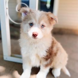 Starling - Merle male Pomsky puppy in Cleveland, Ohio from Lake Point Pomskies
