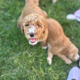 Faith - Apricot female Goldendoodle puppy in Waterford, California from Alvdoodles