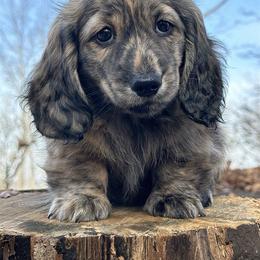 Dachshund Puppies from Taylored Dachshunds