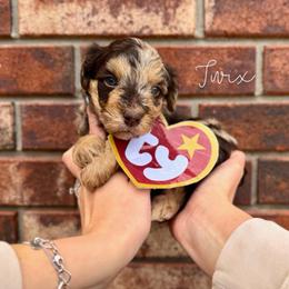 Twix - Chocolate merle male Bernedoodle puppy in Owasso, Oklahoma from Kallams Bernedoodles & Bernese Mountain Dogs