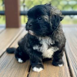 Black Sable Female - Black and white female Shichon puppy in Grand Rapids, Michigan from Great Lakes Teddy Bear Dogs