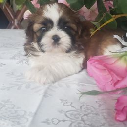 French Bulldog and Shih Tzu Puppies from French Bulldogs Planet