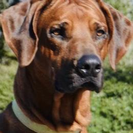 Tali - Rhodesian Ridgeback