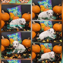 Boy 5 - White and black male Dalmatian puppy in Conrath, Wisconsin from JSF Dalmatians LLC