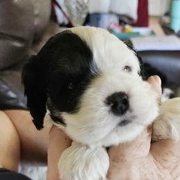 Izzy - Black and white female Cocker Spaniel puppy in Westminster, South Carolina from Hartwell Cocker Spaniel Kennel