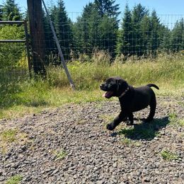 Labrador Retriever Puppies from Corner Crest Labs
