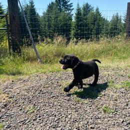 Labrador Retriever Puppies from Corner Crest Labs