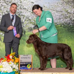 Flat-Coated Retriever puppies from Rensai Kennels