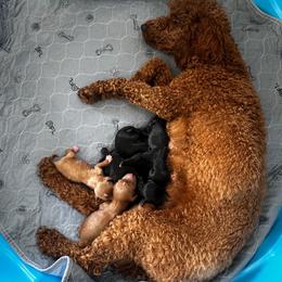Girl 3 - Black female Cavapoo puppy in Thorndale, Texas from Hattie’s Texas Cavapoos