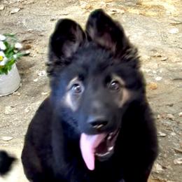 Green Collar - Sable male German Shepherd puppy in Hattiesburg, Mississippi from Weizen German Shepherds