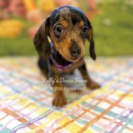 Black and Tan Dapple Female Smooth Purple Collar - Black and tan female Dachshund puppy in Cleveland, Tennessee from Kelly's Doxie Farm