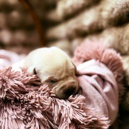 Juliet - Yellow female Labrador Retriever puppy in Sweet Home, Oregon from Knotty Creek Labradors