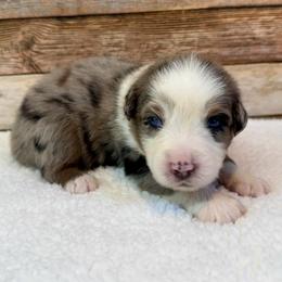 Whit - Blue merle male Miniature Australian Shepherd puppy in Midway, Texas from L Bar W Aussie Ranch