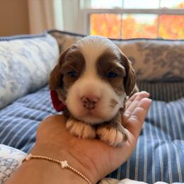 Feeny - Red male Australian Labradoodle puppy in Summerfield, North Carolina from Four Oaks Labradoodles