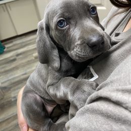 Weimaraner Puppies from Three Oak’s Kennel
