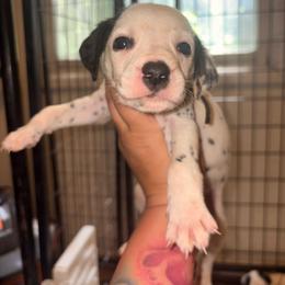 Electric blue collar boy - White and black male Dalmatian puppy in Toledo, Ohio from Exquisite Dalmatians & Standard Poodles