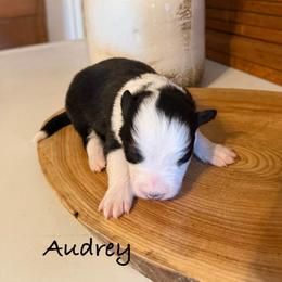 Audrey - Black and white female Border Collie puppy in Lakeview, Michigan from Haven Creek Farm