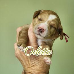 Odette - Apricot female Goldendoodle puppy in Humboldt, Minnesota from Sister Doodles