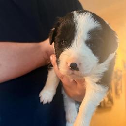 July - Black and white female Border Collie puppy in Lebanon, Oregon from Cahill’s Canines