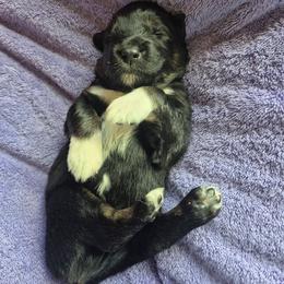 Ike - Black tri-color male Australian Shepherd puppy in Harrodsburg, Kentucky from Triple M Aussies
