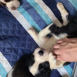 English Springer Spaniel Puppies from Savannah River Springers
