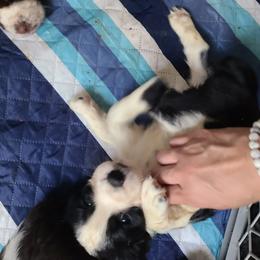 English Springer Spaniel Puppies from Savannah River Springers