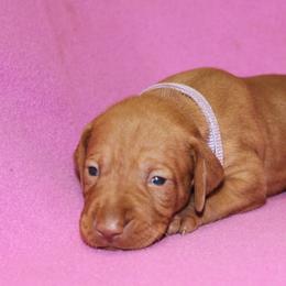 Vizsla Puppies from Pheasant Poppers Vizslas