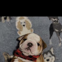 Eddie - Red and white male Bulldog puppy in Nampa, Idaho from Davis Bullies