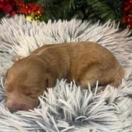 Ava - Red  female Goldendoodle puppy in Ambrose, Georgia from Brandilyn's Aussies