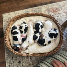 Cavalier King Charles Spaniel puppies from Trina’s Little Lap Dogs
