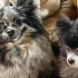Pomeranians from Chainbreakerkennels