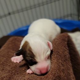 Russell Terrier Puppies from Jumpin' Jack's Terriers