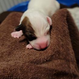 Russell Terrier Puppies from Jumpin' Jack's Terriers