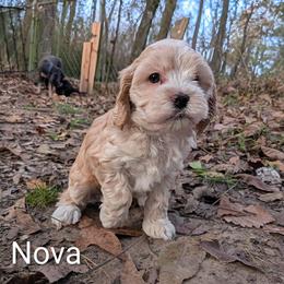 Nova Lee - Cream female Cockapoo puppy in Sunset, Louisiana from Cano Cockapoos