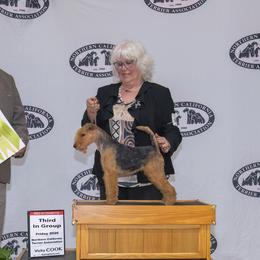 Australian Shepherds and Lakeland Terriers from Susan Harris