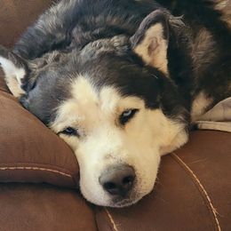 BEAR - Siberian Husky