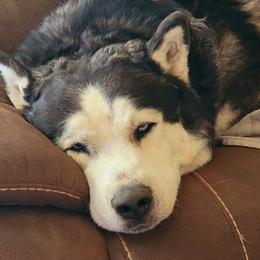 BEAR - Siberian Husky