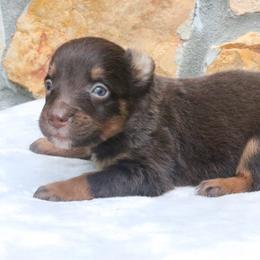 Cayenne - Red tri-color female Australian Shepherd puppy in Macon, Georgia from Shaina’s Shepherds