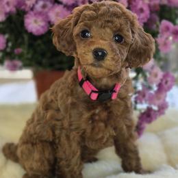 Poodle puppies from Sweet Honey Poodles of Virginia