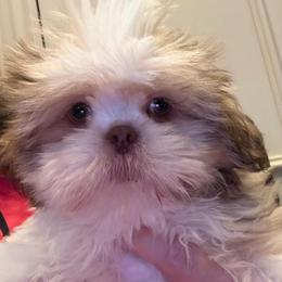 Brynn - Liver and white male Shih Tzu puppy in Frisco, Texas from My Royal Shih Tzu⚜️