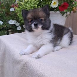 Pomeranian Puppies from Tonia's Pomeranians