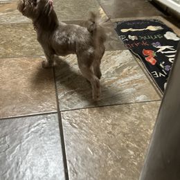 Bernedoodle, Goldendoodle, and Shih Tzu All Grown Up from TrueLine kennels