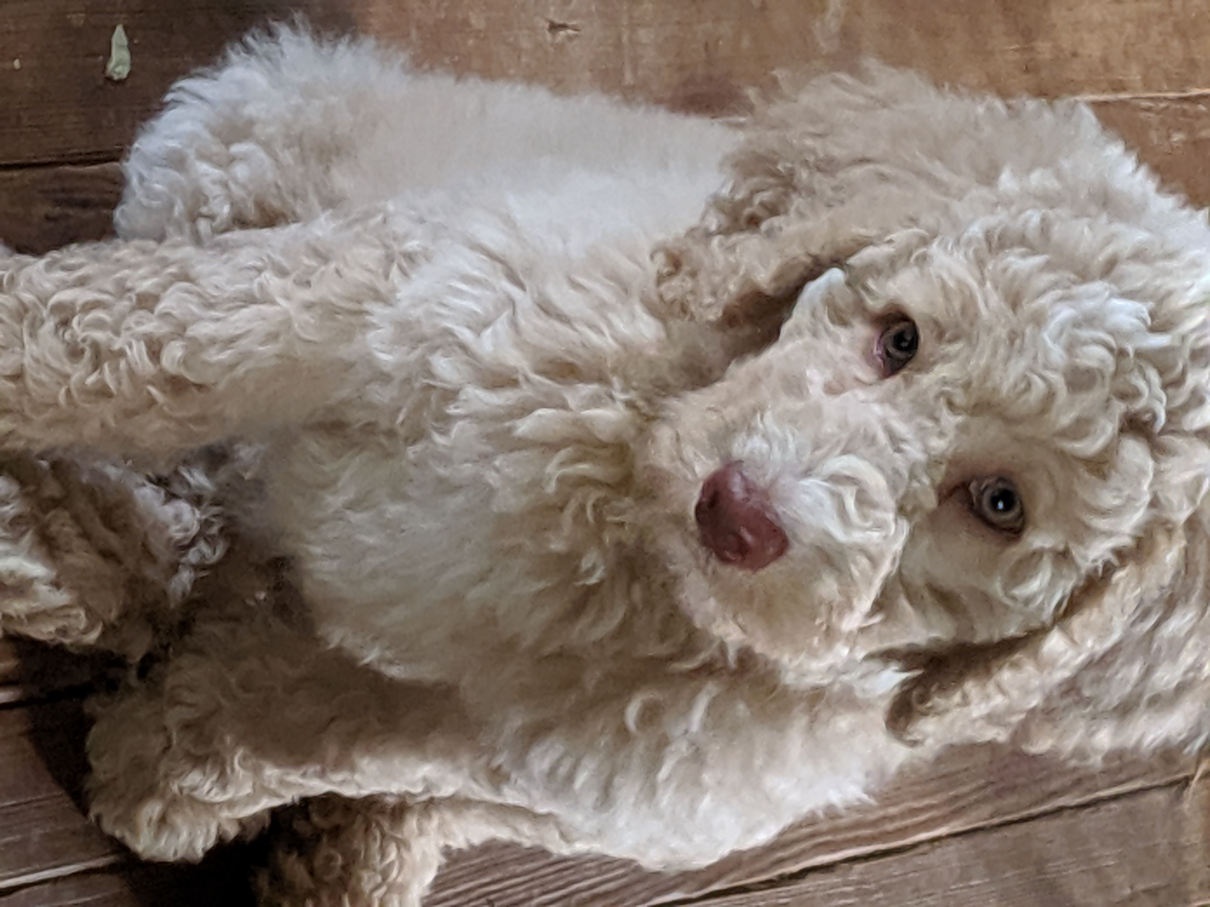 Labradoodle, Goldendoodle, and Bernedoodle Puppies from Riverhouse Doodles