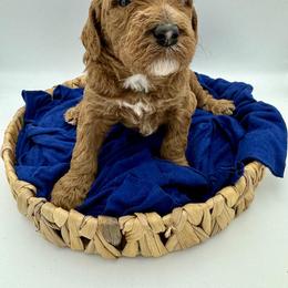 Cavapoo, Goldendoodle, and Poodle Puppies from New Moon Farm Canines