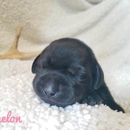 Girl 2 - Black Labrador Retriever puppy in Summit Point, West Virginia from Syrius Dog
