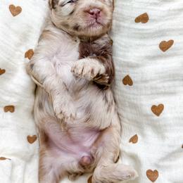 Female 4 - Merle female Cockapoo puppy in Otisville, Michigan from Danie’s Darling Doodles LLC