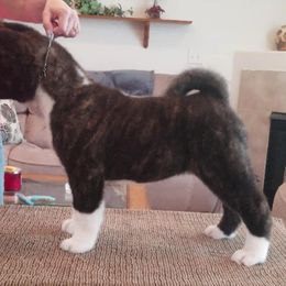 Akita Puppies from Dō-ha Akitas