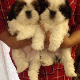 Fantasy Shih Tzu breeder of Shih Tzu